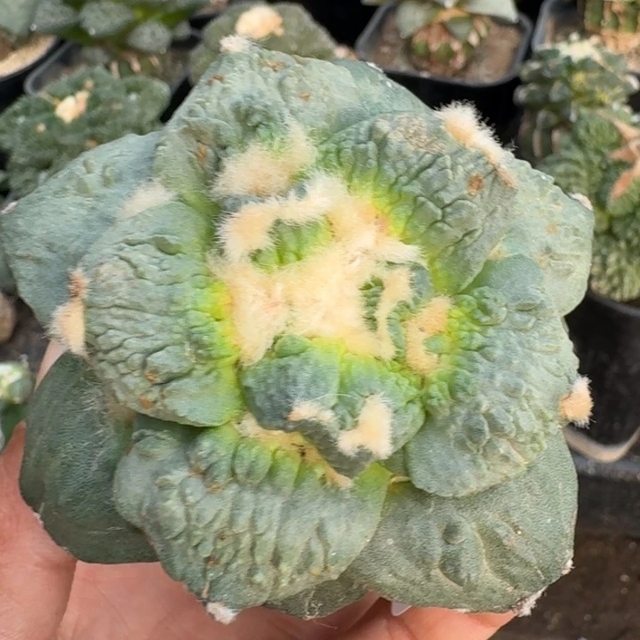 无花朵683潜力股榴尤怒涛