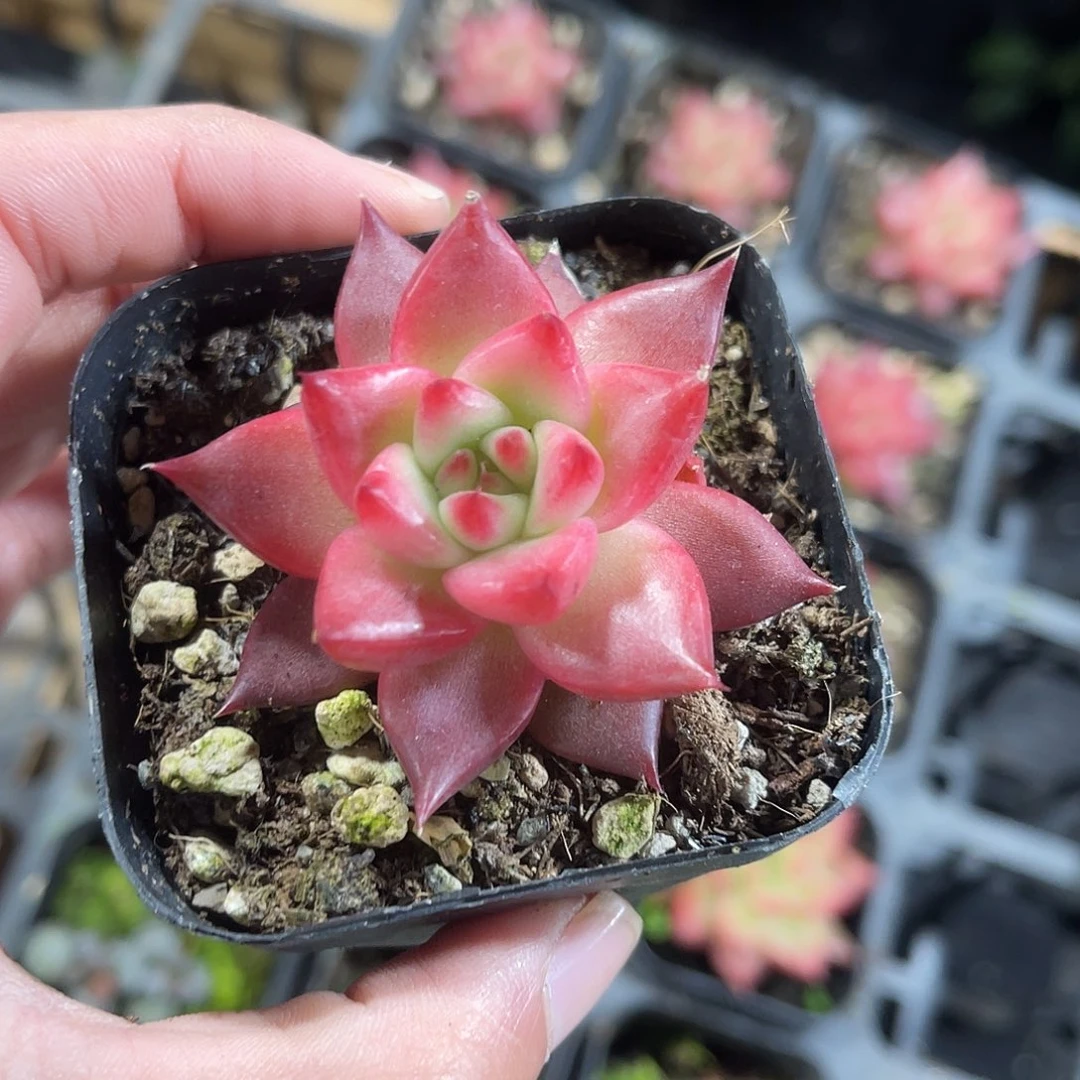 精品沸兰克带盆土发