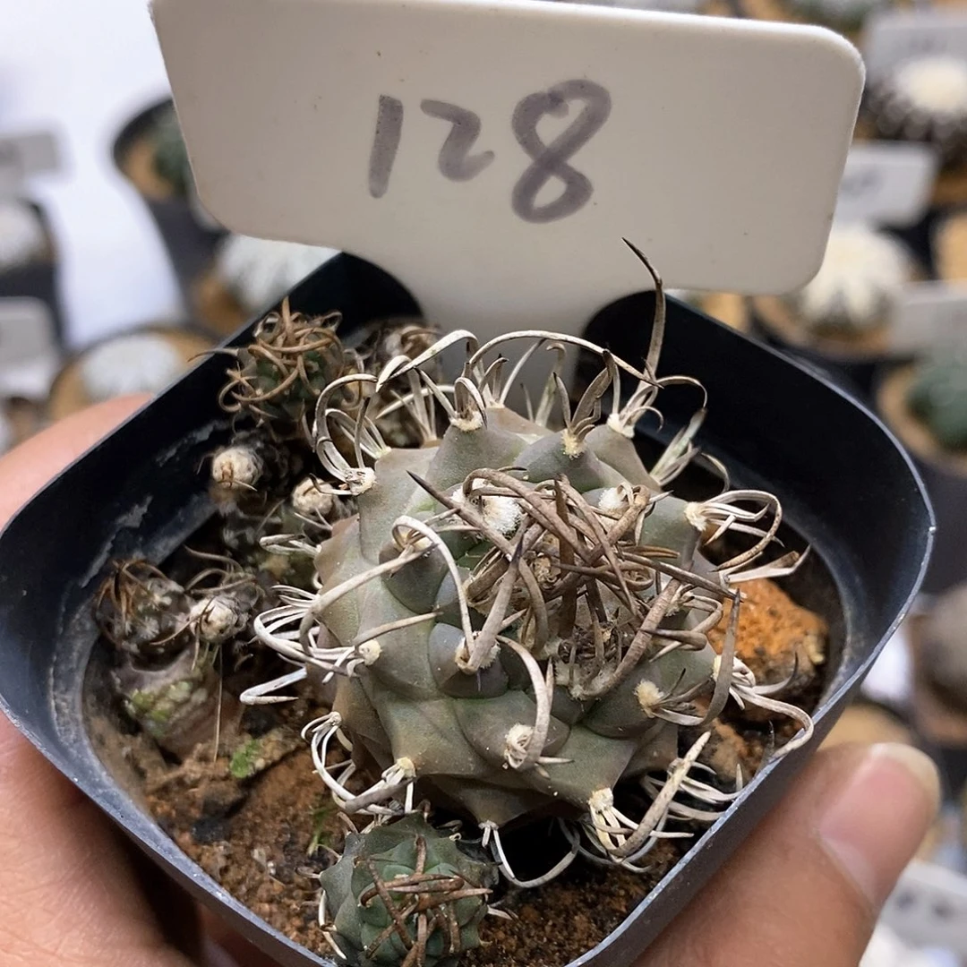 z**?开播时间周一晚上播出信息栏