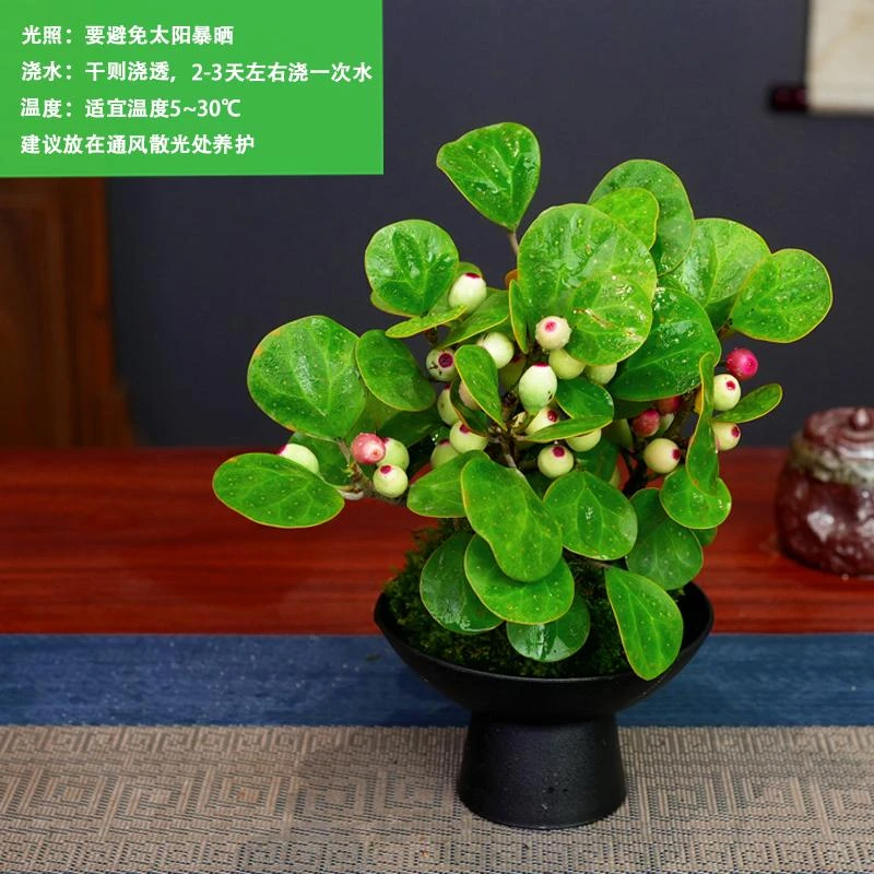 小盼菩提绿植绿植盆栽室内盆栽盆景菩提树中式禅意桌面摆件