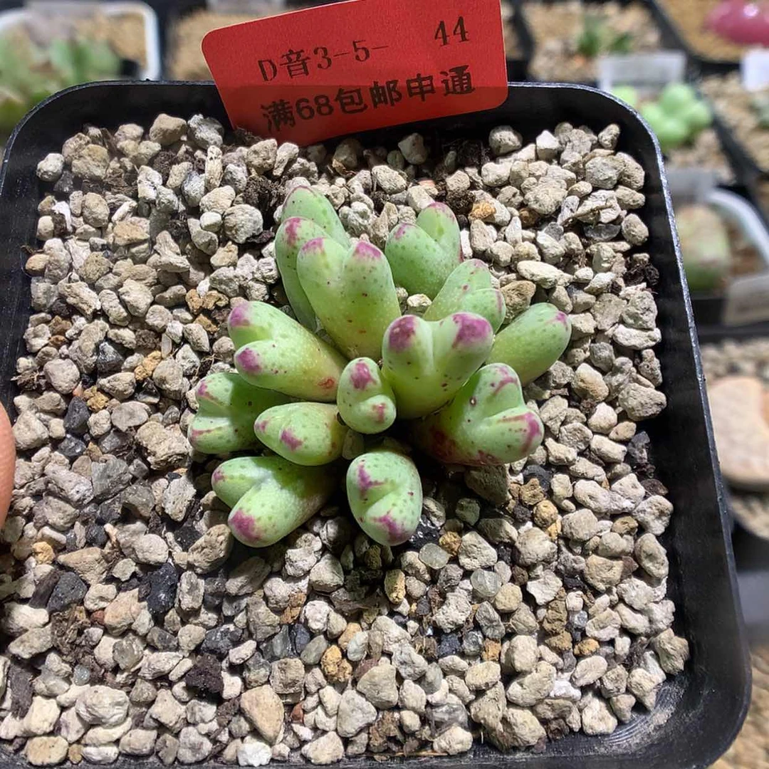 【闪购商品】3-5-44 斑马一群特 28