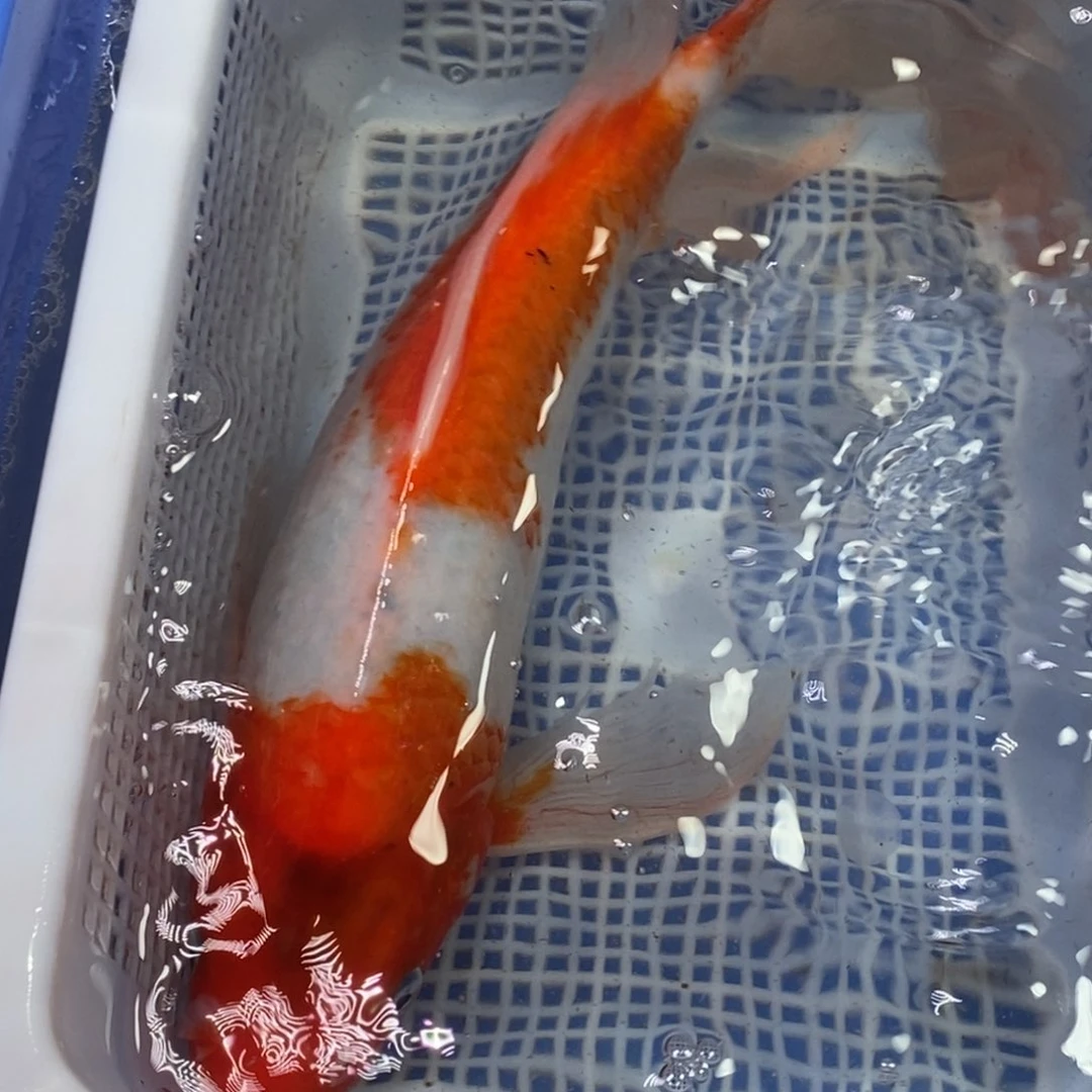 锦鲤冷水锦鲤包邮