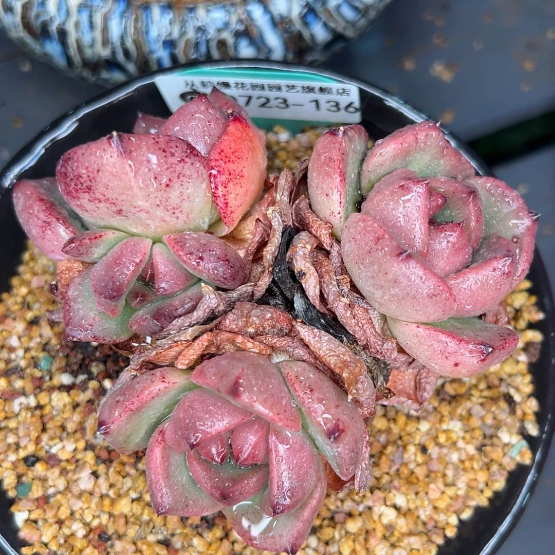 从前慢多肉精选编号0723.136