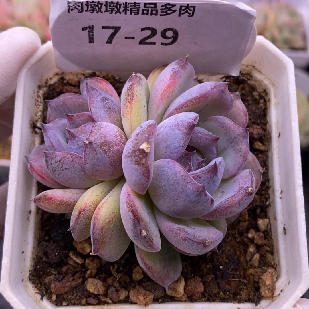 【闪购商品】17-29黑橙