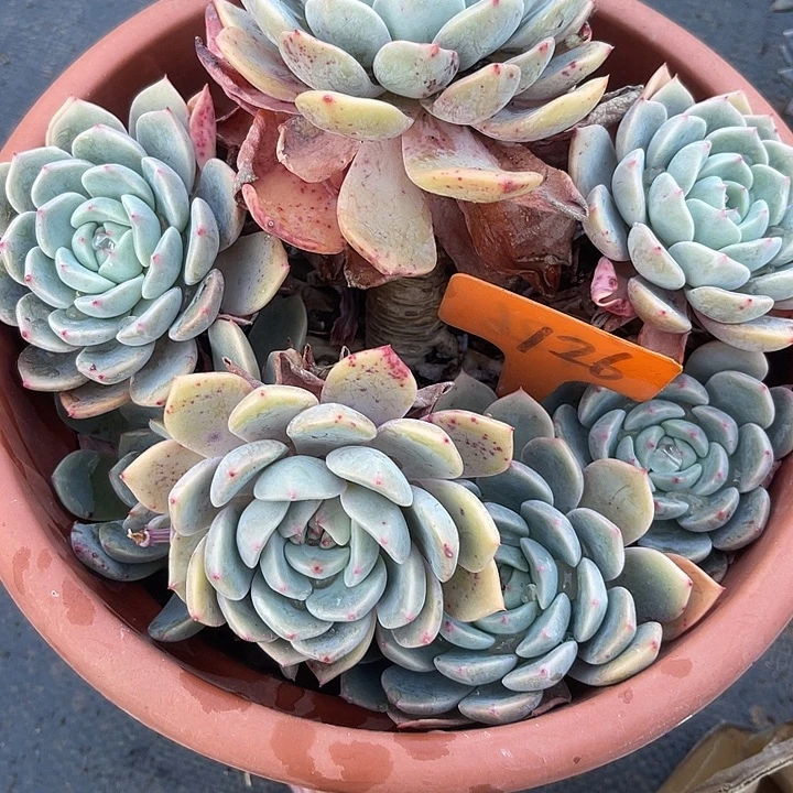 香****两单包邮，一物一拍126