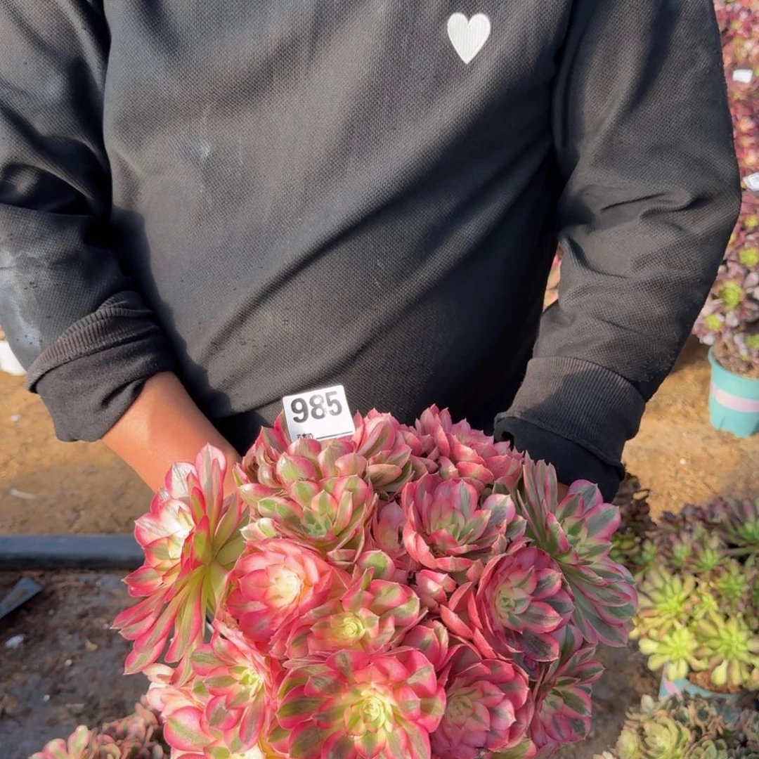 985倾城多肉植物