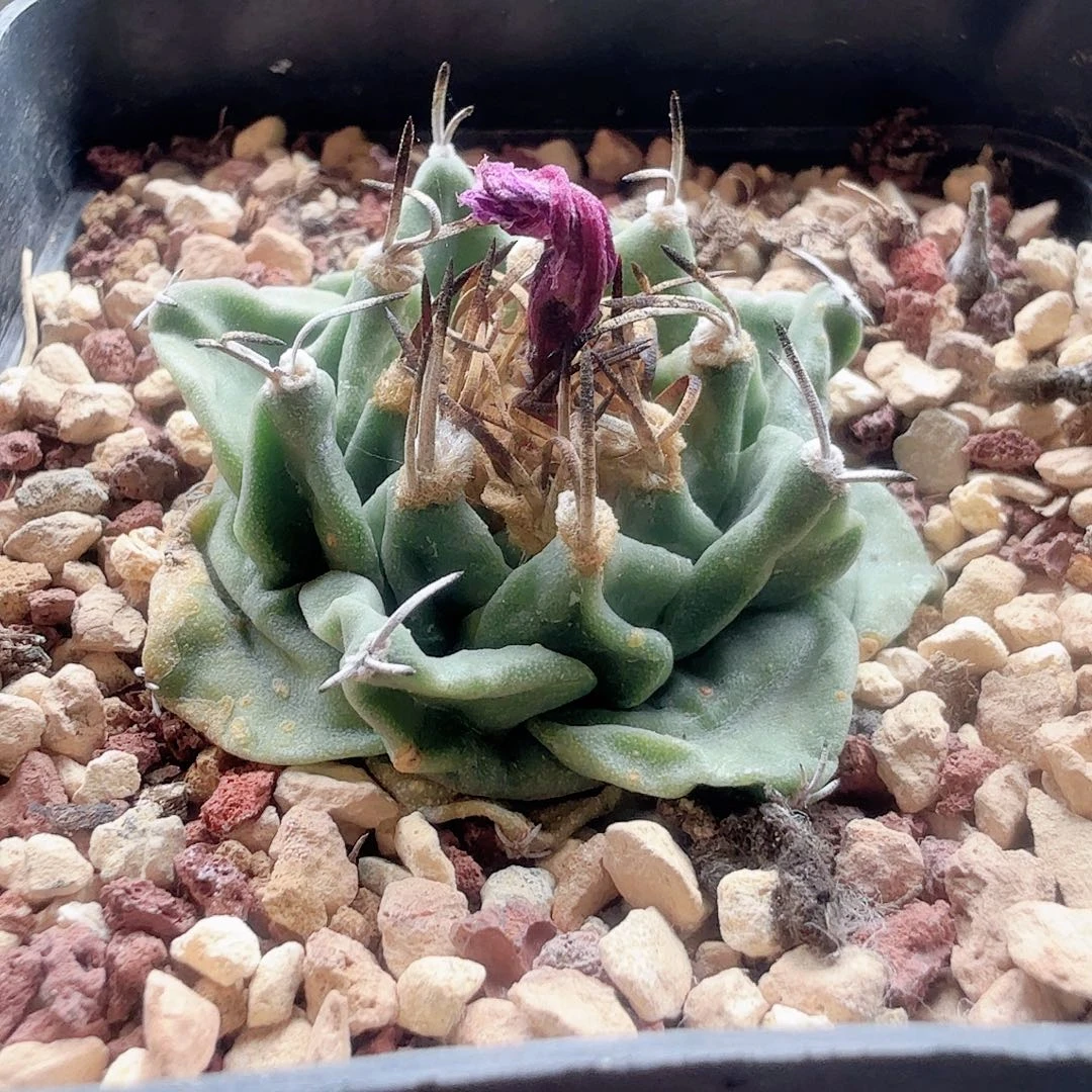 实生赤花娇丽脱土发货