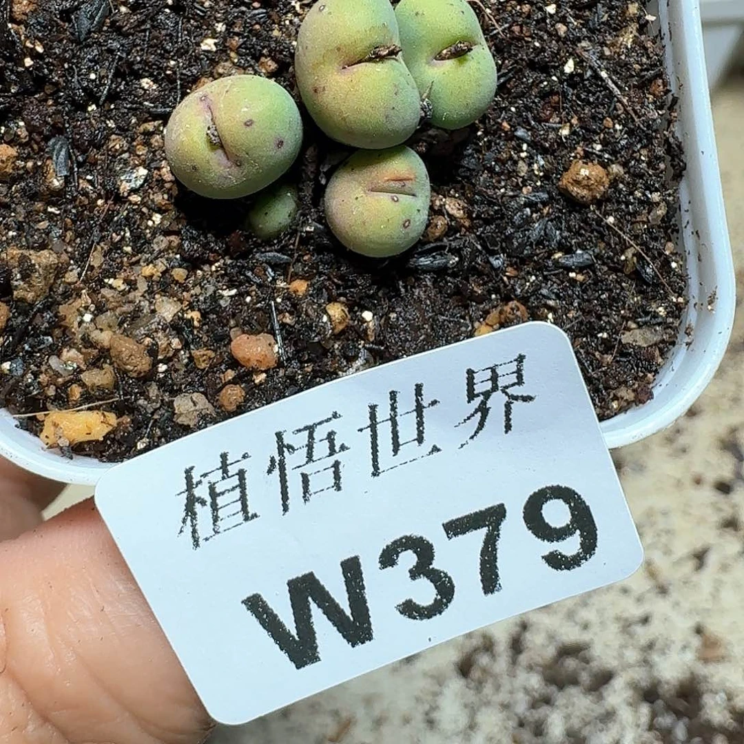 379盒多肉植物哇c g