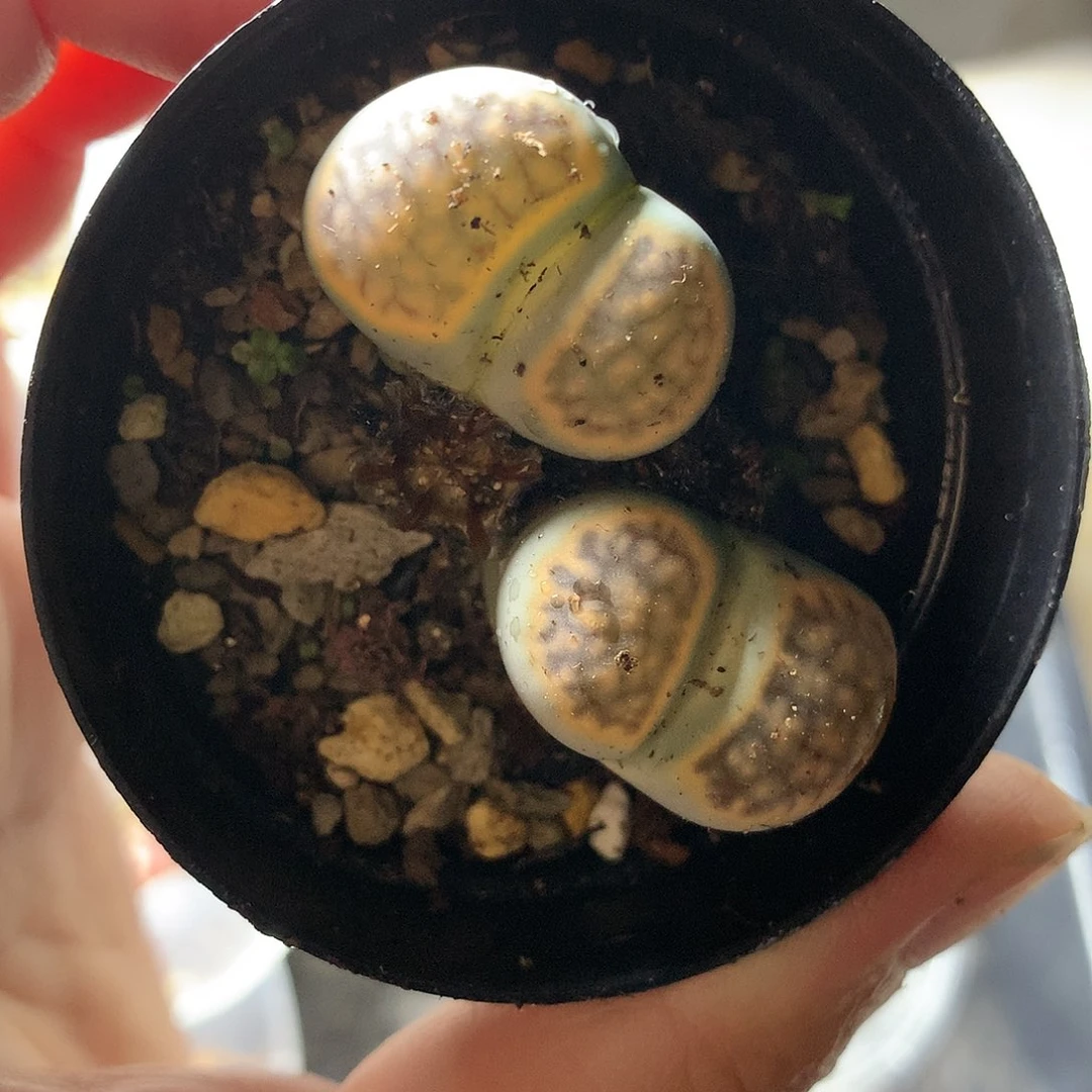 K00多肉植物保护