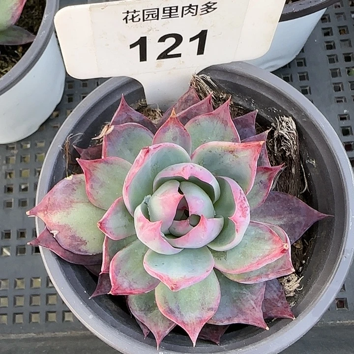 121 惊鸿仙子多肉植物6-9cm