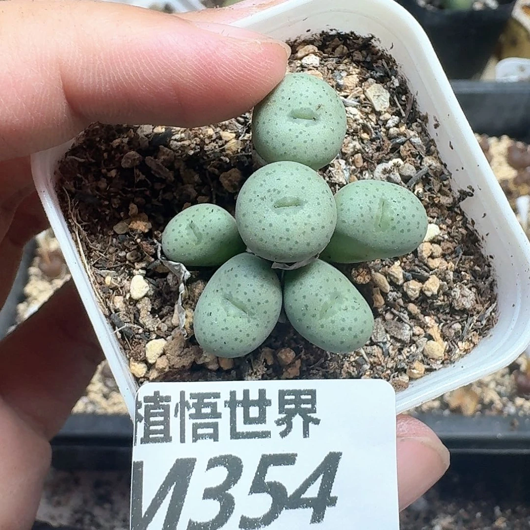 多肉植物的润泽wc