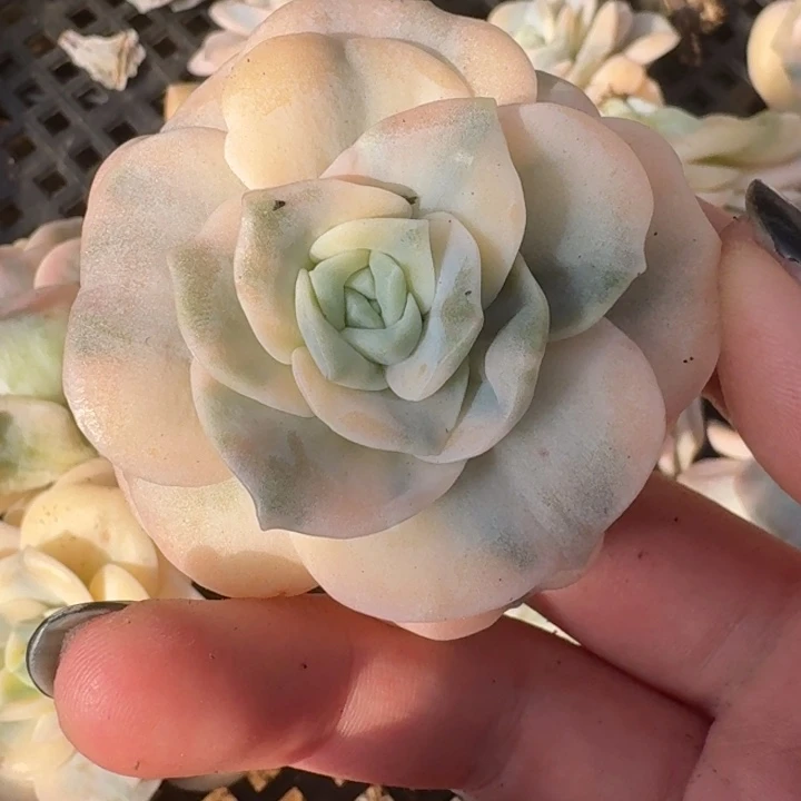 可爱玫瑰白锦一物一拍