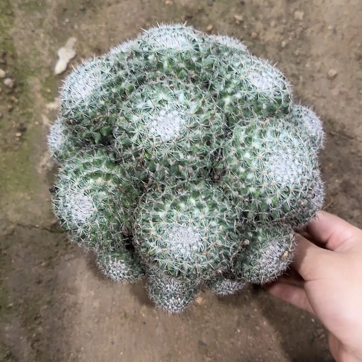 翁***姐哈哈哈哈哈哈哈哈哈