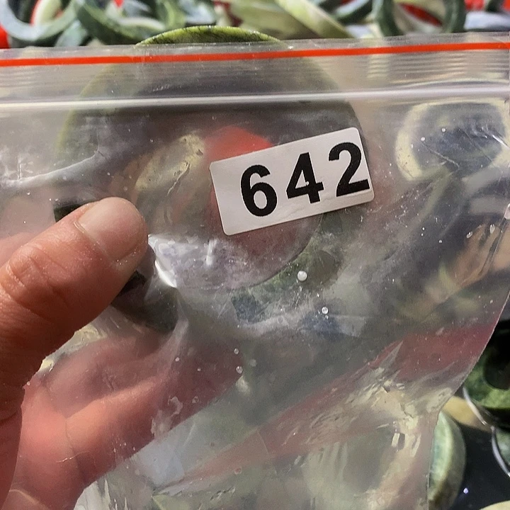 蛇纹石玉原未镶嵌