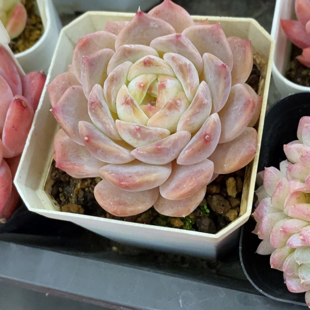 精品多肉一物一拍不包整409