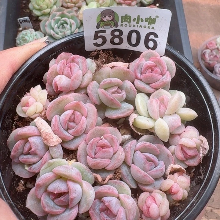 多肉植物多肉植物