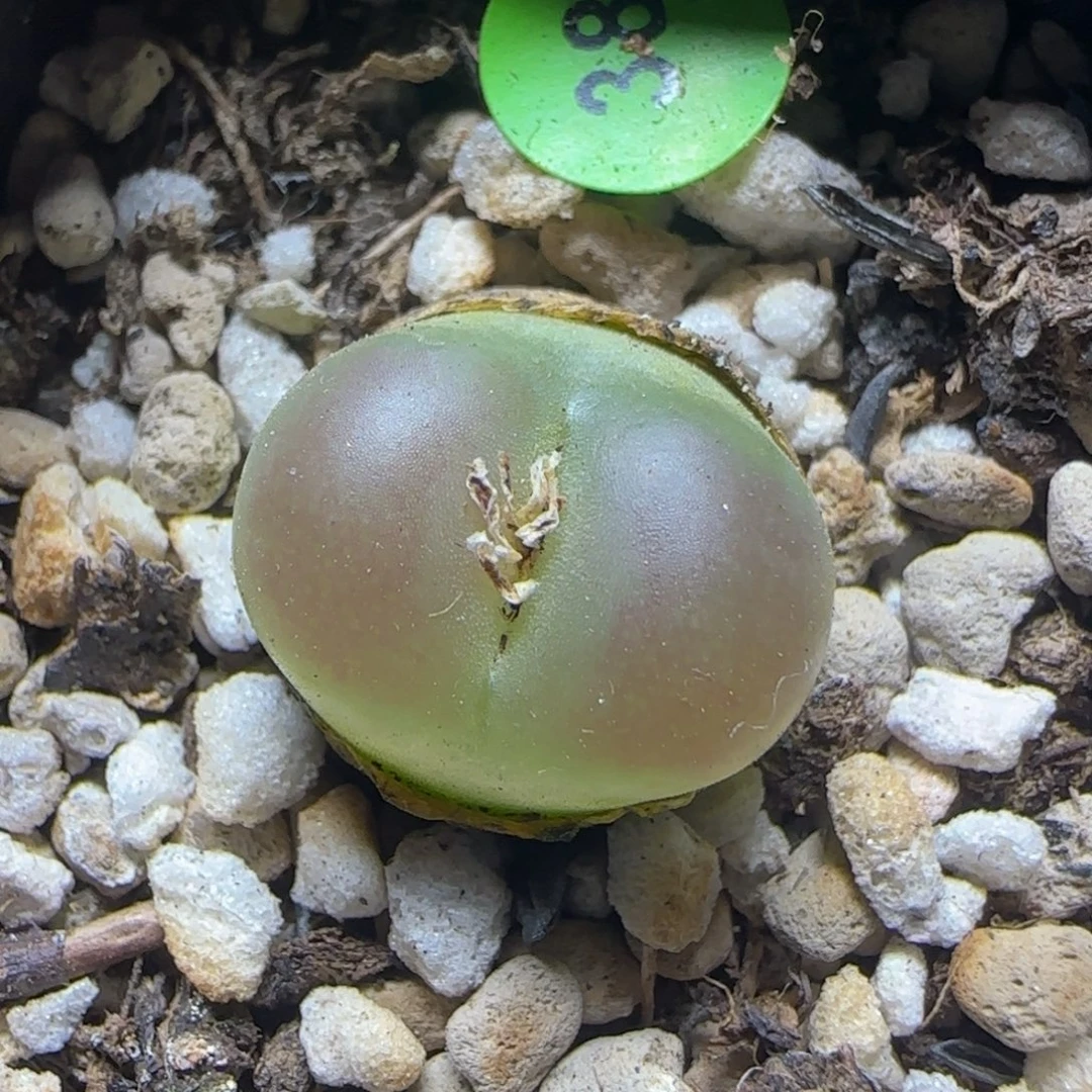 拉登1.7+有腿多肉植物38