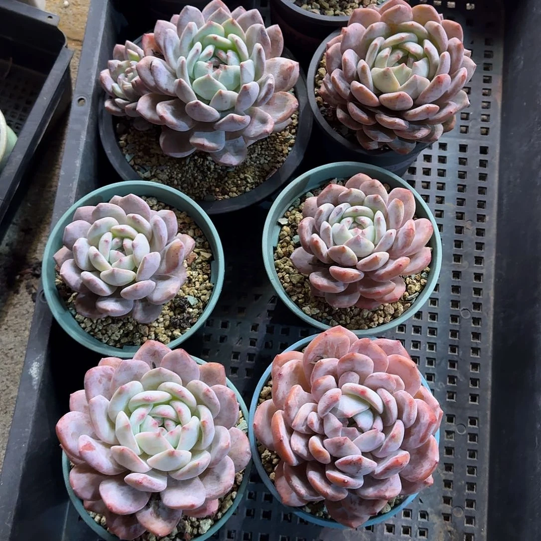 橙梦露一筐脱土发货