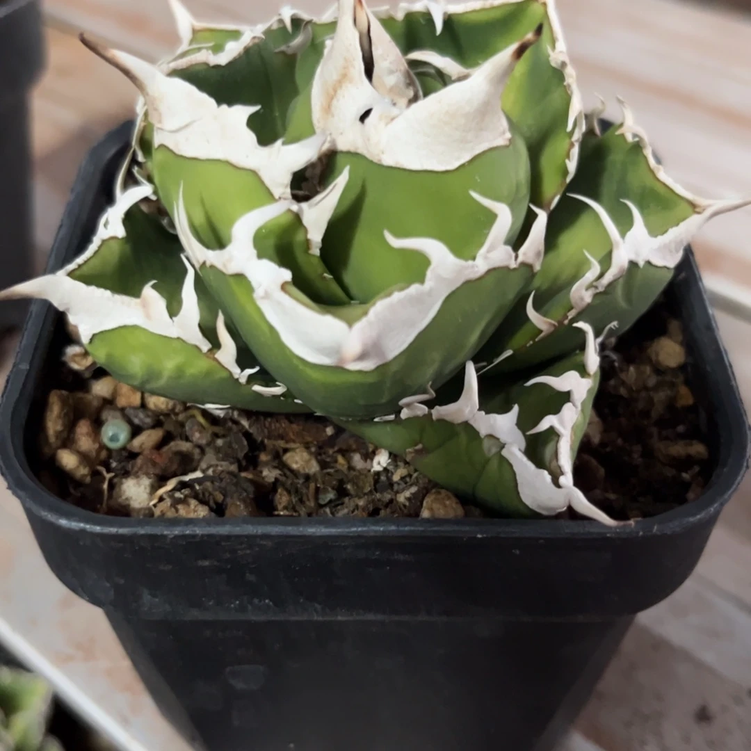 立可白 绿植盆栽 灯养精控