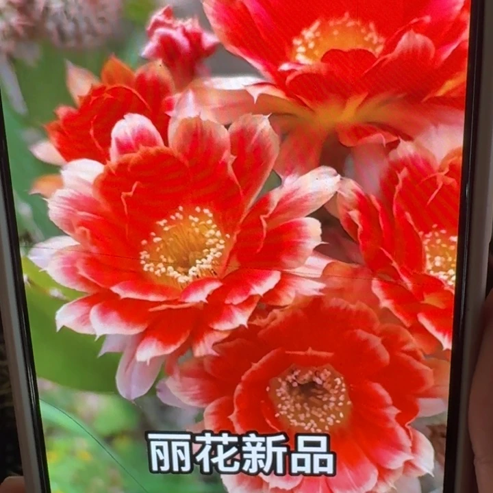 238丽花俏佳人歪3公分左右无根侧牙，20包邮