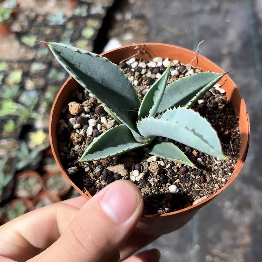 红*龙爪随单10米