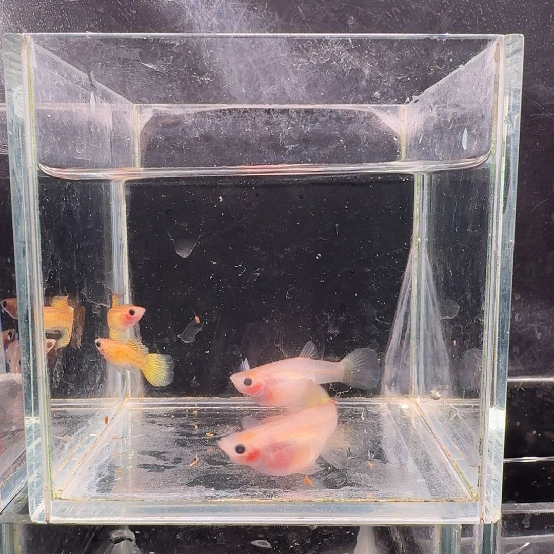 孔雀鱼黄金蕾丝玻璃猫2对