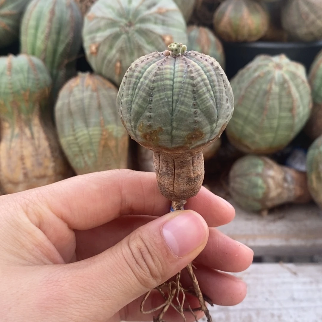 欧系实生布纹球一物一拍