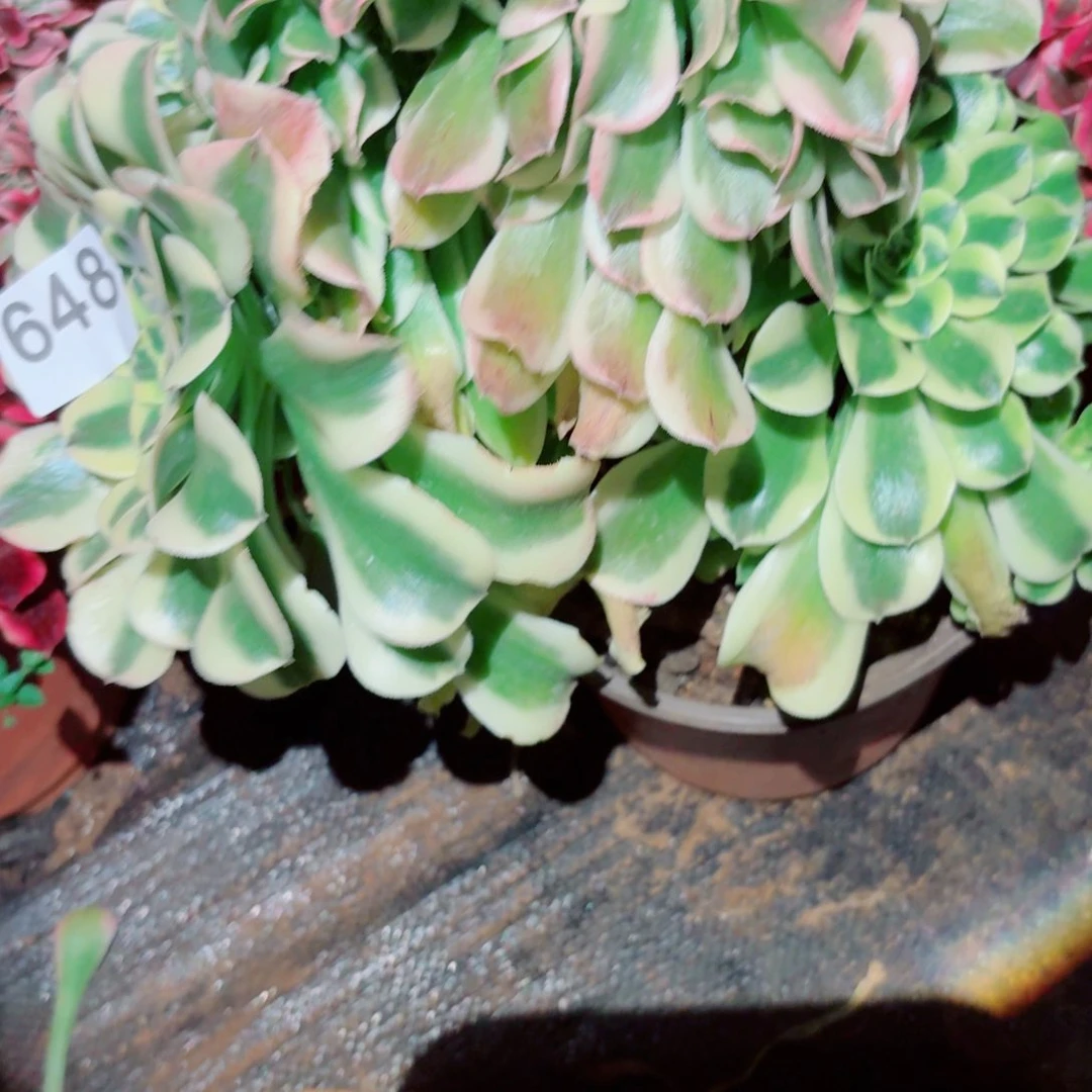 你648 号多肉法师植物特价