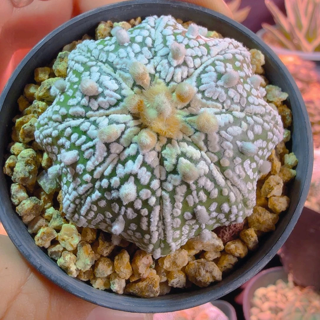 绿肌奇迹超海星多肉植物