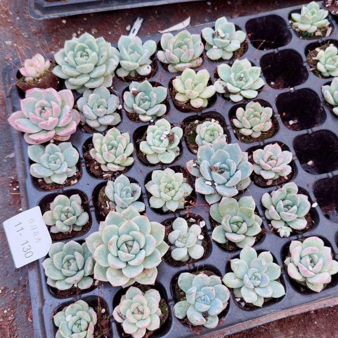 珍妮穴盘三十颗量拍11-130