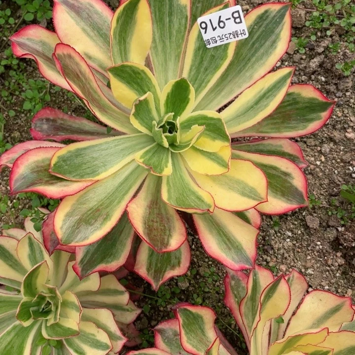 我****主916魅影多肉12345678