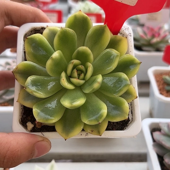 698号荷花锦多肉植物