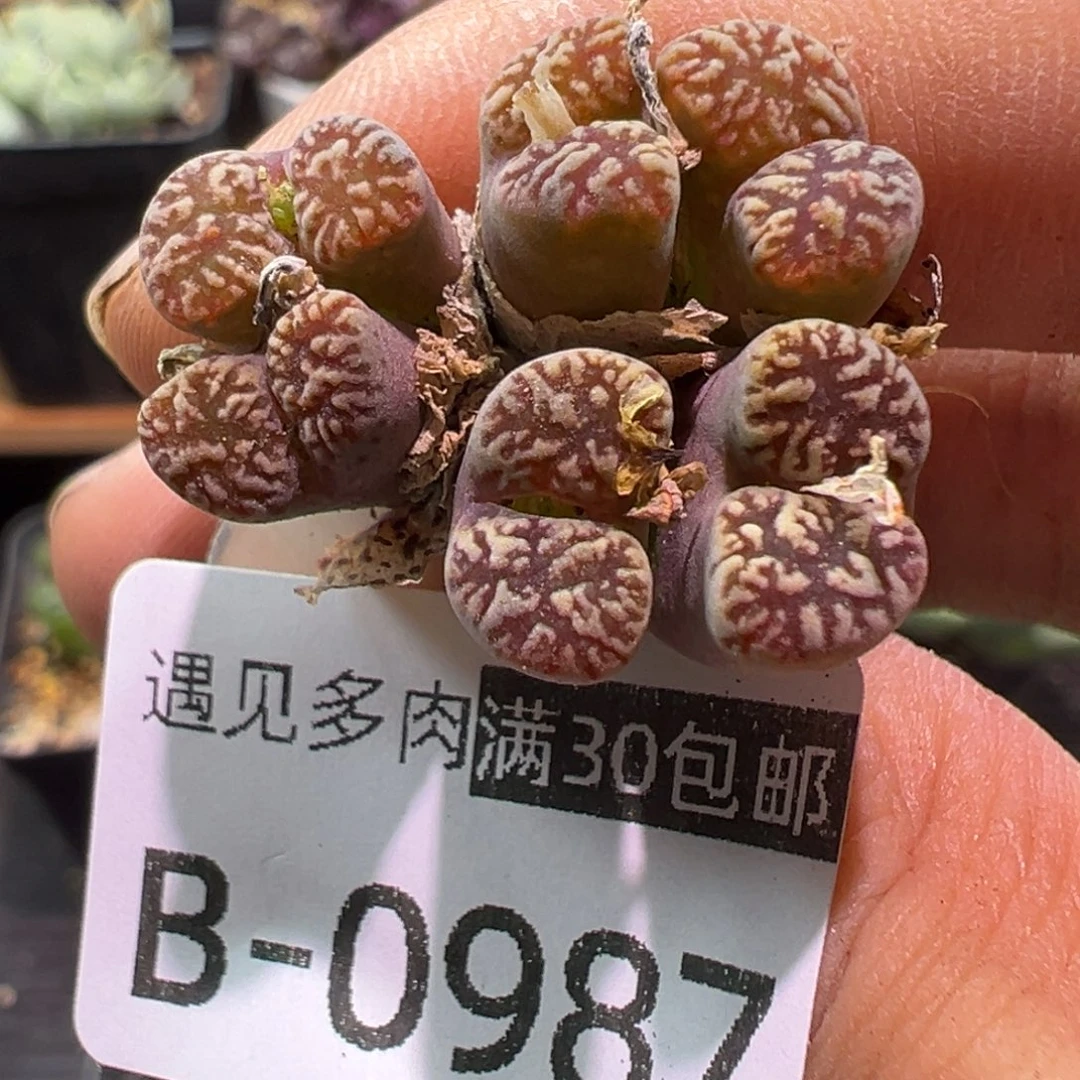 多肉植物1111111111111111111