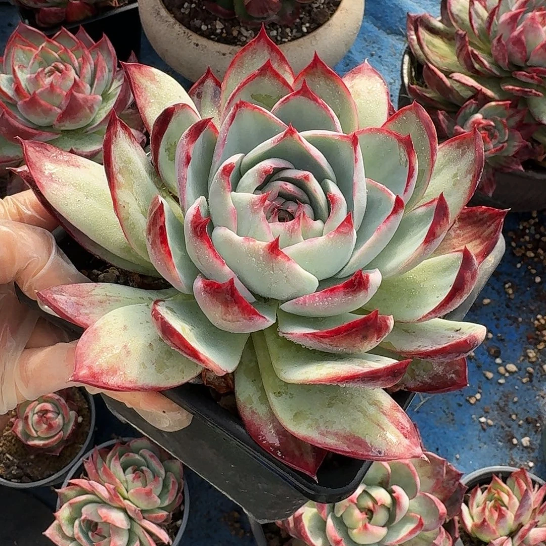 惊鸿仙子量拍玫瑰香飞碟 12 公分，，，，，，，