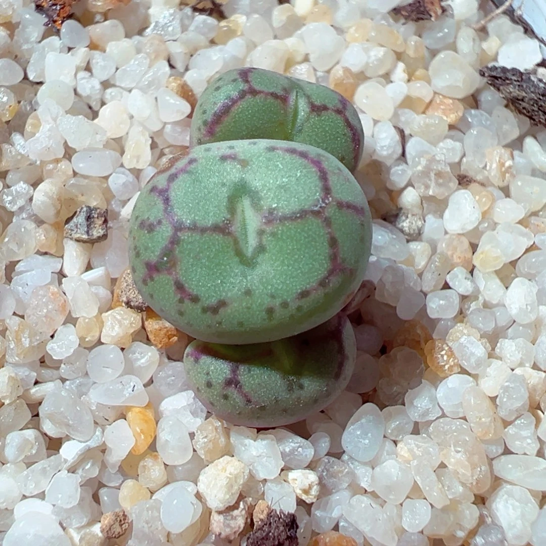 1102-114多肉多日猴脸