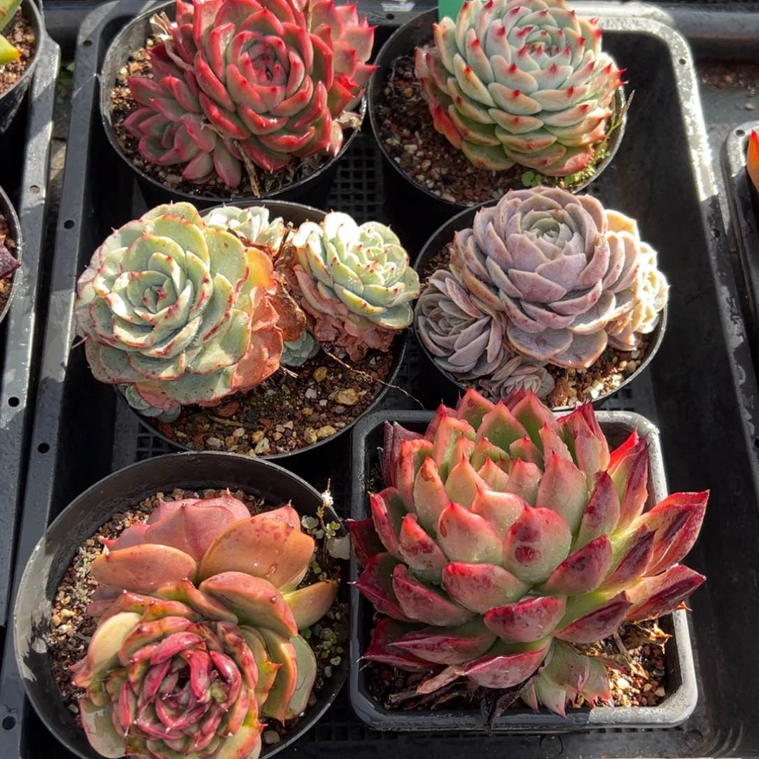 从前慢多肉精选编号0124.219