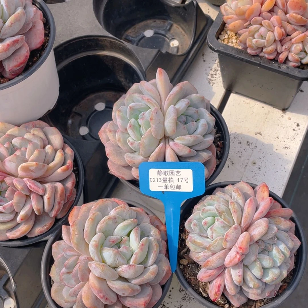 0213-17-韩版梦露石化锦一颗