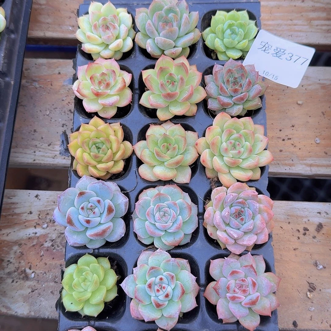 直播福利一物一拍377