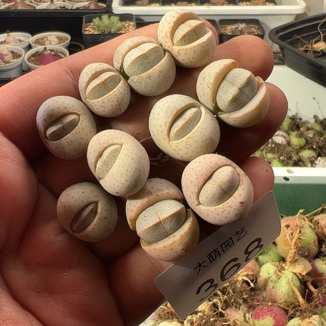 一物一拍。      368