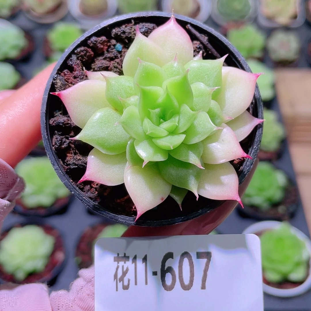 花利美11-607麦秆