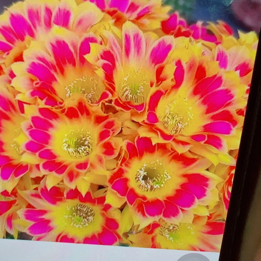 丽花 阳光明媚 侧芽 满20包邮