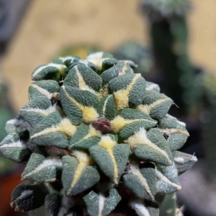 无花朵福利象足黑牡丹045