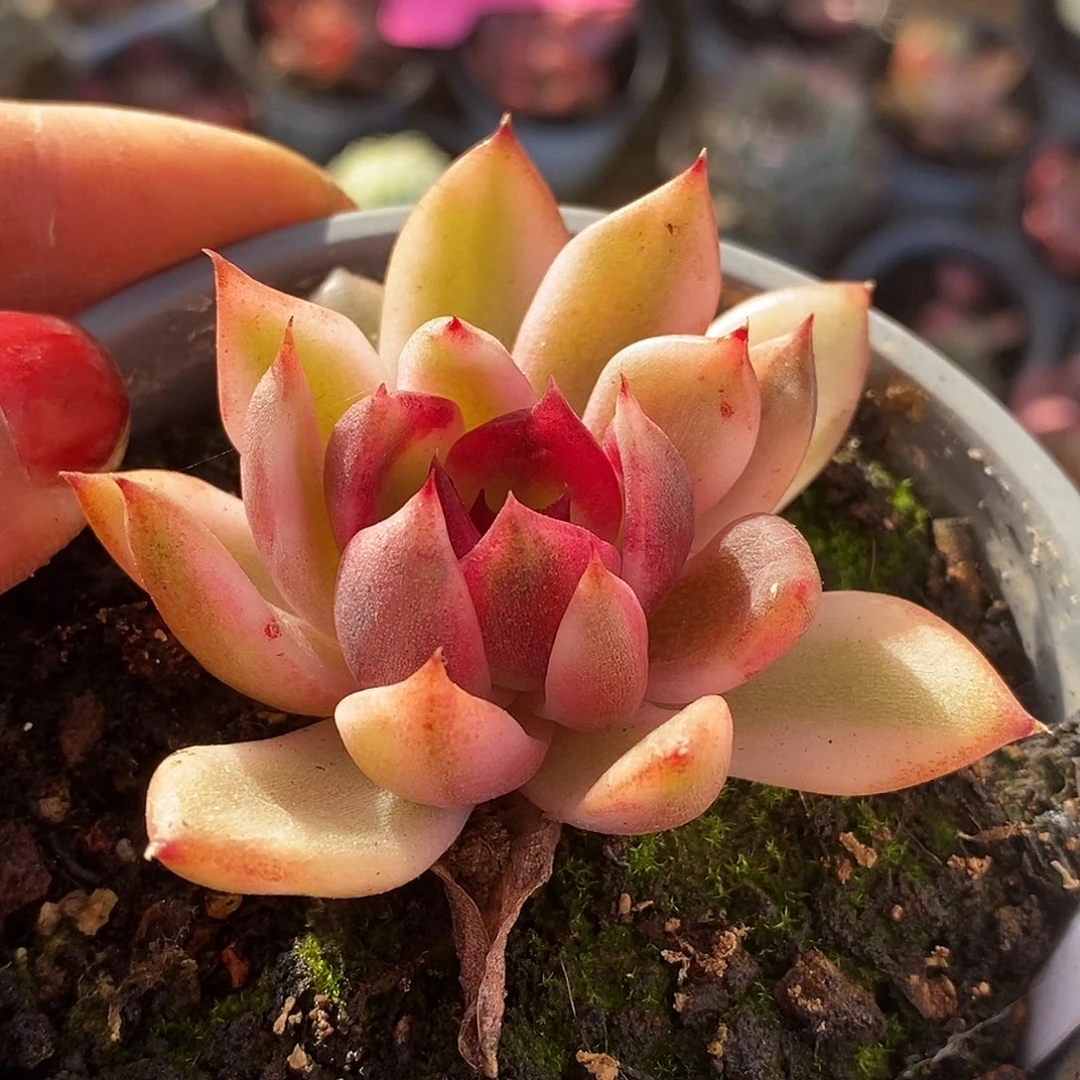 331火焰山哈哈哈哈哈哈