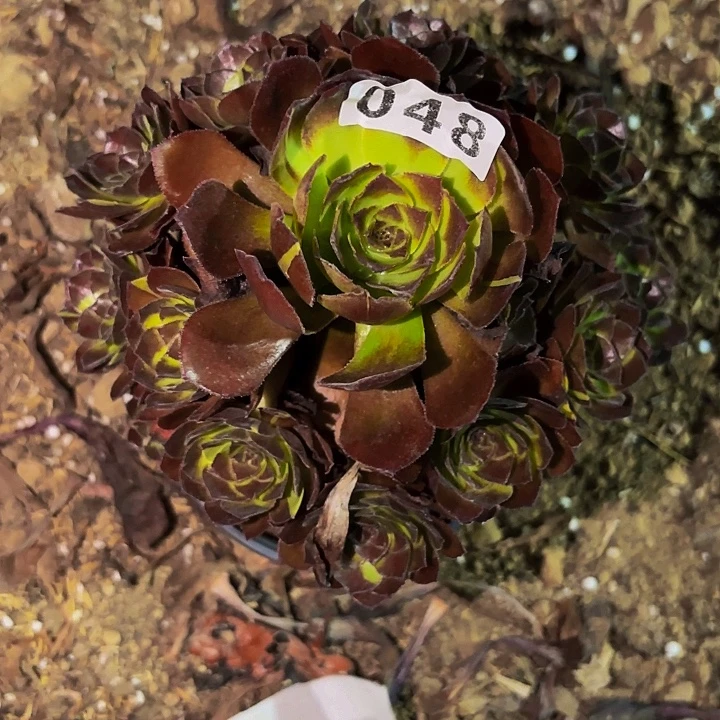 048花花公子多肉植物