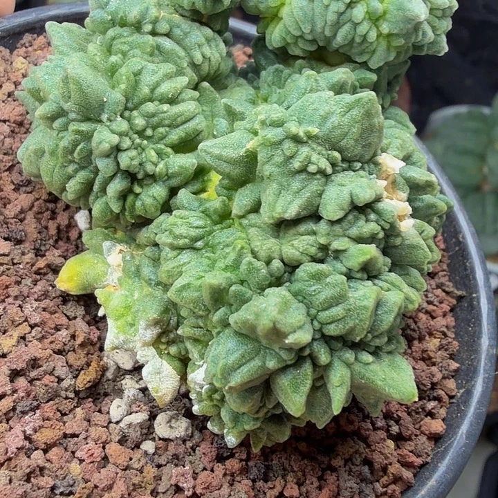 ****川怪兽外星怒实生的叶插
