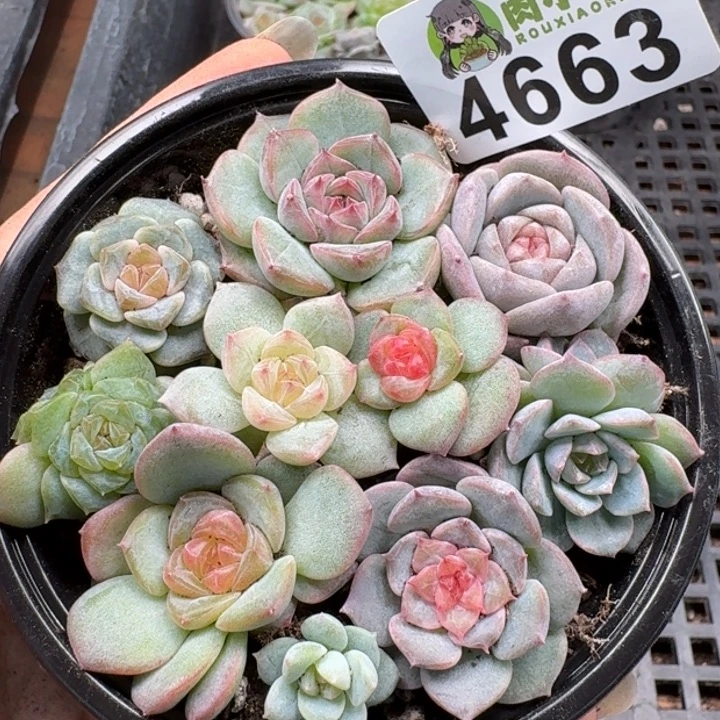 多肉植物多肉植物