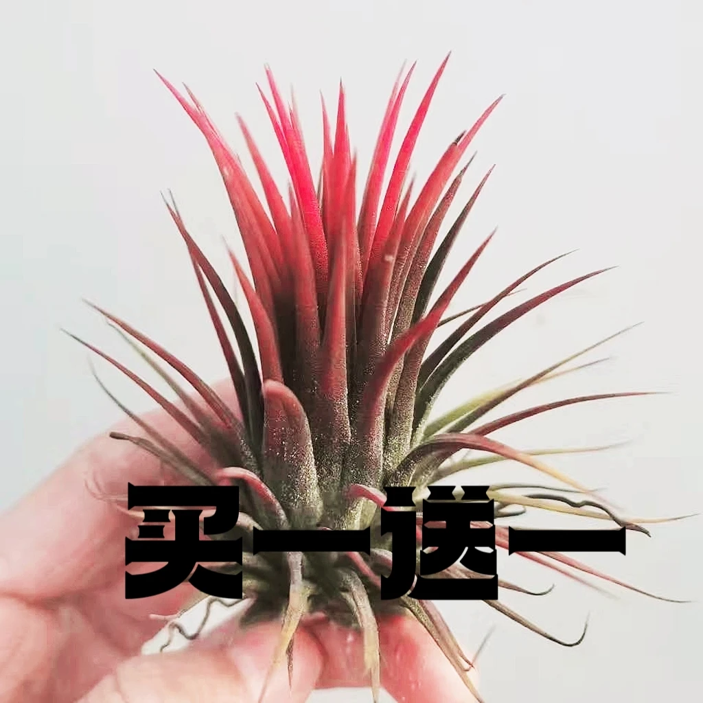 空气凤梨无土植物大红玫瑰精灵室内办公室好养好管理懒人植物