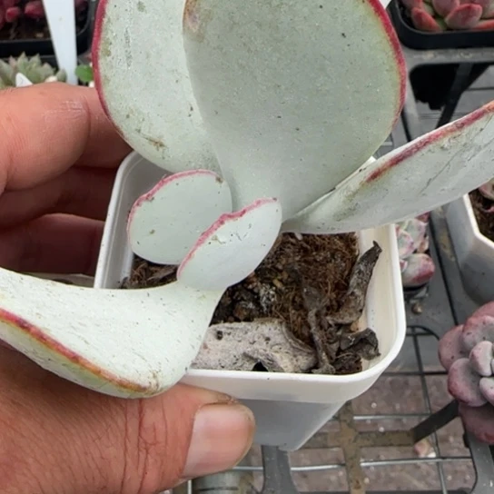 96白眉多肉植物多