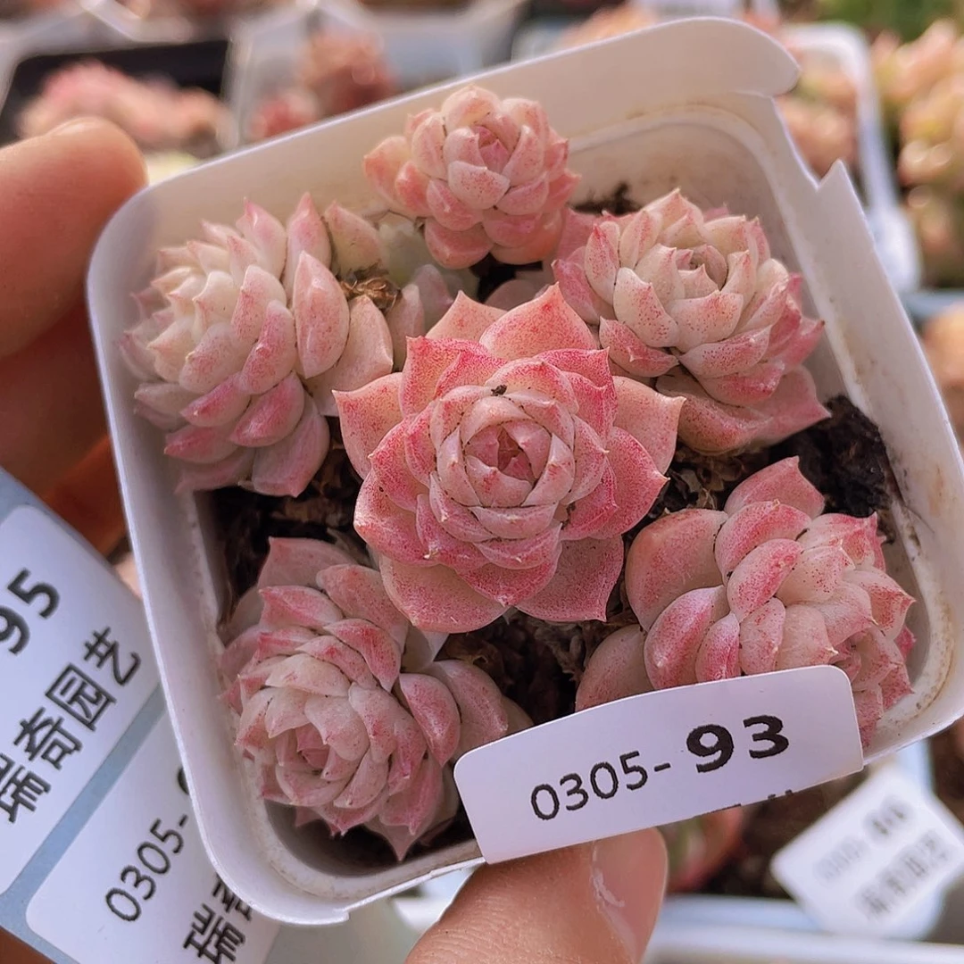 0000000000000093量拍