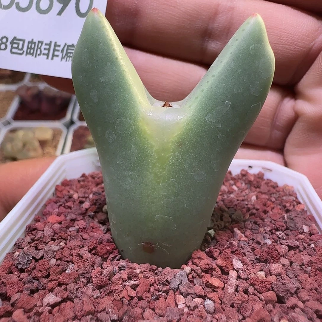 开播福利来啦！690